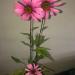 Perene: EHINACEA PURPUREA , slika1